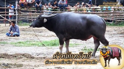 ประเพณีควายชนเกาะสมุย ดำสิงห์นัยเนตร vs ดำหลักทรัพย์