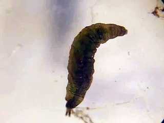 larve de mouche