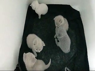 Brits korthaar kitten (bloempjes nest) 4 weken oud