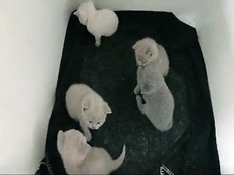 Brits korthaar kitten (bloempjes nest) 4 weken oud