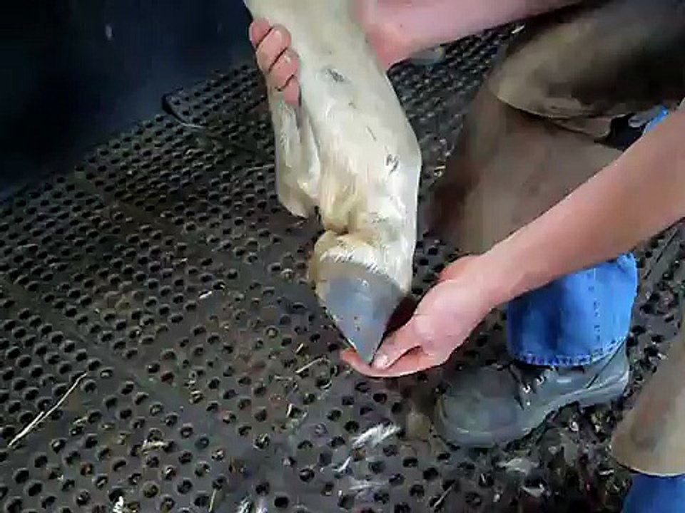 fetlock video