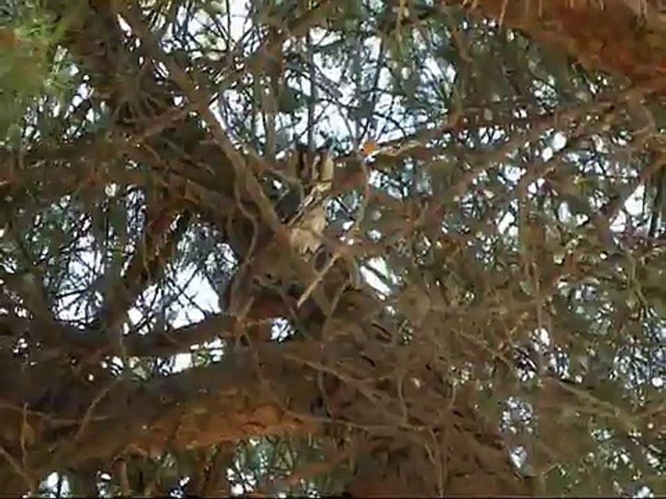 Buho chico , Long-eared owl (asio otus)