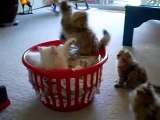 4/7/08 Kittens in Laundry Basket