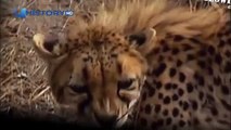 Cheetah attacked reporter. Cheetah attack the people! / Animal Attacks on Human
