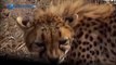 Cheetah attacked reporter. Cheetah attack the people! / Animal Attacks on Human