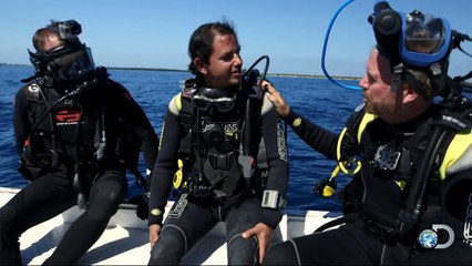 Tiburones: Sharks of Cuba - Surrounded by Silky Sharks | Shark Week 2015