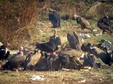 SE Asian Vultures at Veal Krous vulture restaurant, Cambodia