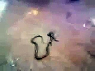 National Geographic - The World's Strangest Animal - Documentary History Channel - HD