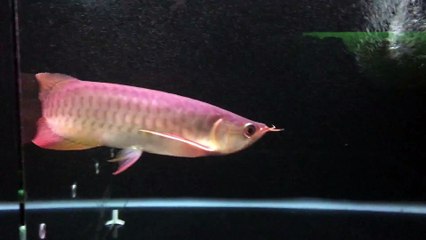 Cá Rồng Huyết Long Huy Thảo Yuki 6519