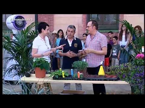 TV3 - Divendres - Plantes i flors comestibles amb Pere Mas i Carme Ruscalleda