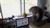 Funny videos - Funny cats - Funny animals - Cute cats compilation - Best cat vines