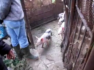 Funny dalmata pigs - La VERA Carica dei 101 !