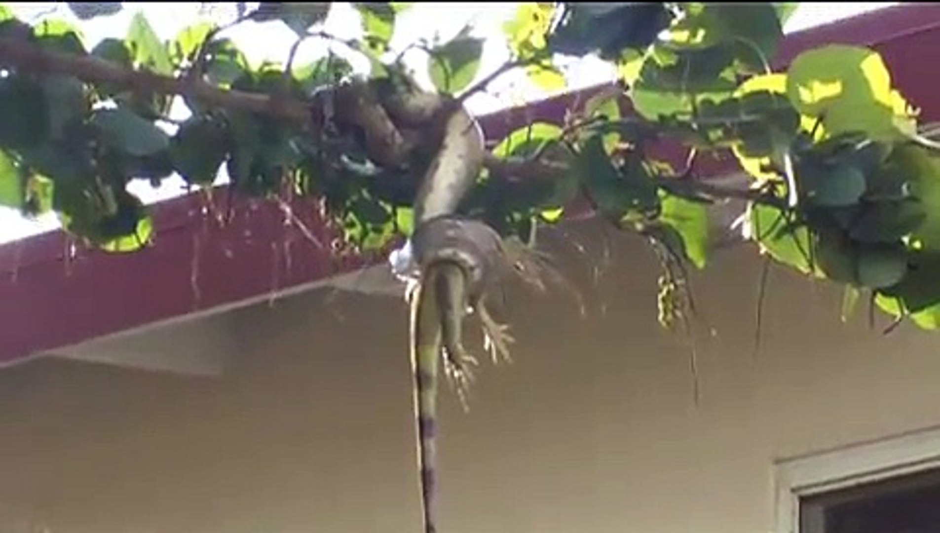 ⁣Iguana escapes from a Boa in Aruba