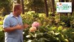 When to Prune Hydrangeas from the Gardening Experts