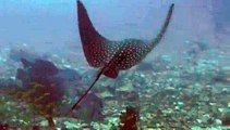 Eagle Rays in Kandooma Thila Maldives Oct09