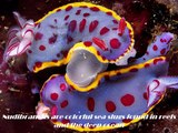 Underwater Creatures [HD]