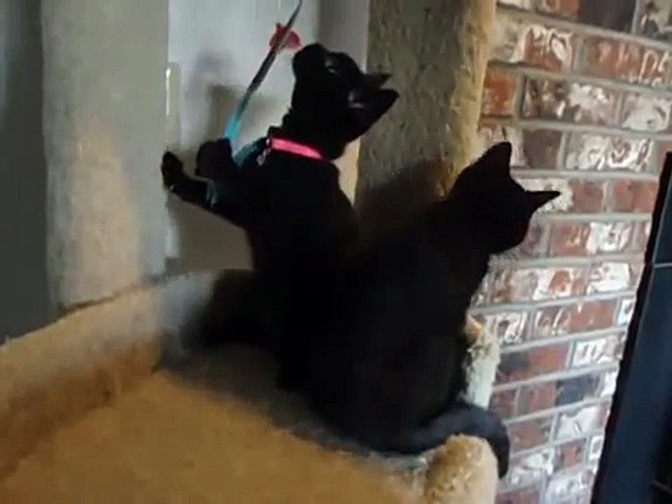16 week old black British Shorthair kittens playing on a cat post