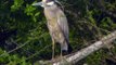 Yellow-crowned Night-Heron calling, High Island, Texas