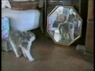 les gamelles des chats