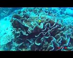 Great Barrier Reef (UNESCO/NHK)