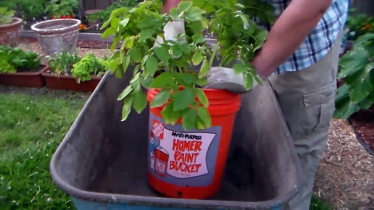 GROWING POTATO'S IN A BUCKET - FIRST HARVEST!!!