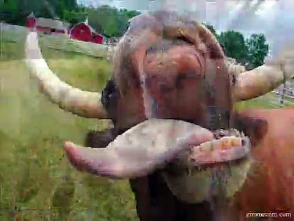 Old MacDonald WMM File