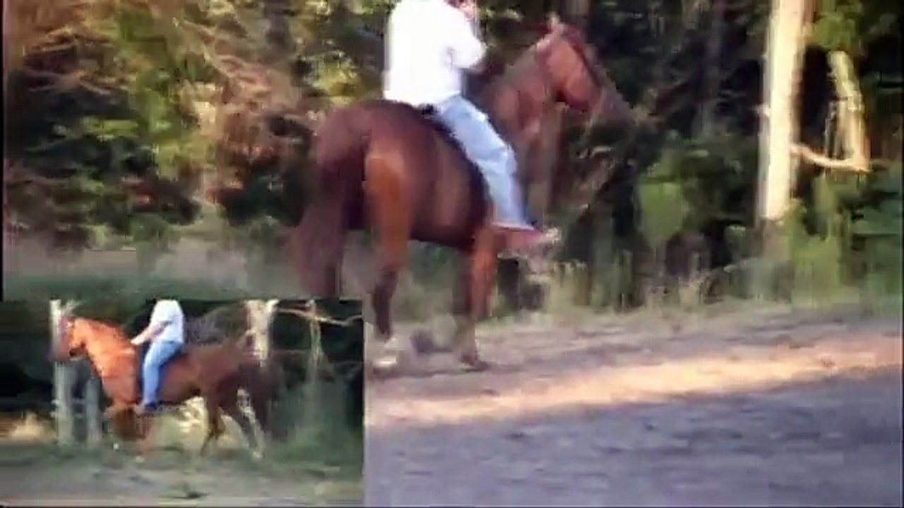 Tennessee Walking Horse