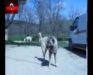 Aslan kafalı Köpek LİON HEADED DOG