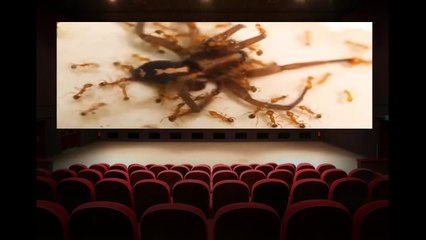 Fire Ants attacking a Giant Wolf Spider