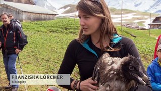 Reintroducing vultures in Switzerland