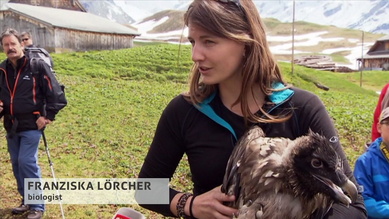 Reintroducing vultures in Switzerland