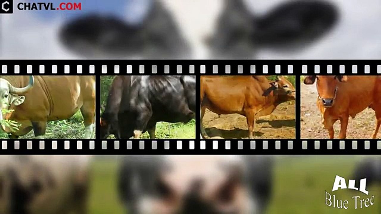 cow funning