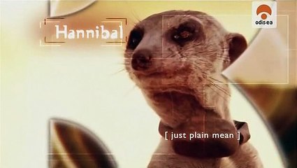 O Reino do Suricato III - Ep.8 - Odisseia