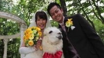 Alpacas are rentable wedding guests in Japan