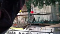 Gorriones mexicanos haciendo nido