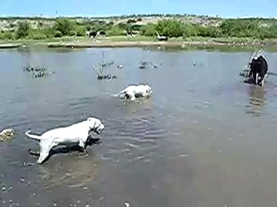 Dogo Argentino 7 meses