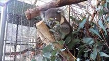 Oceans 2 Earth Volunteers Australian Wildlife Rescue - Craig the Rescued Koala