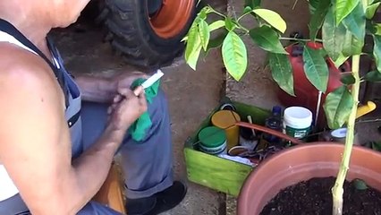 Cepljenje limone - Grafting lemon