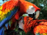 Aves do Brasil - As mais lindas de nossas Araras.