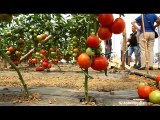 Pogledajte kako je bilo na Syngentinom Danu paradajza u Navalinu kod Leskovca_406_27.06.2015.