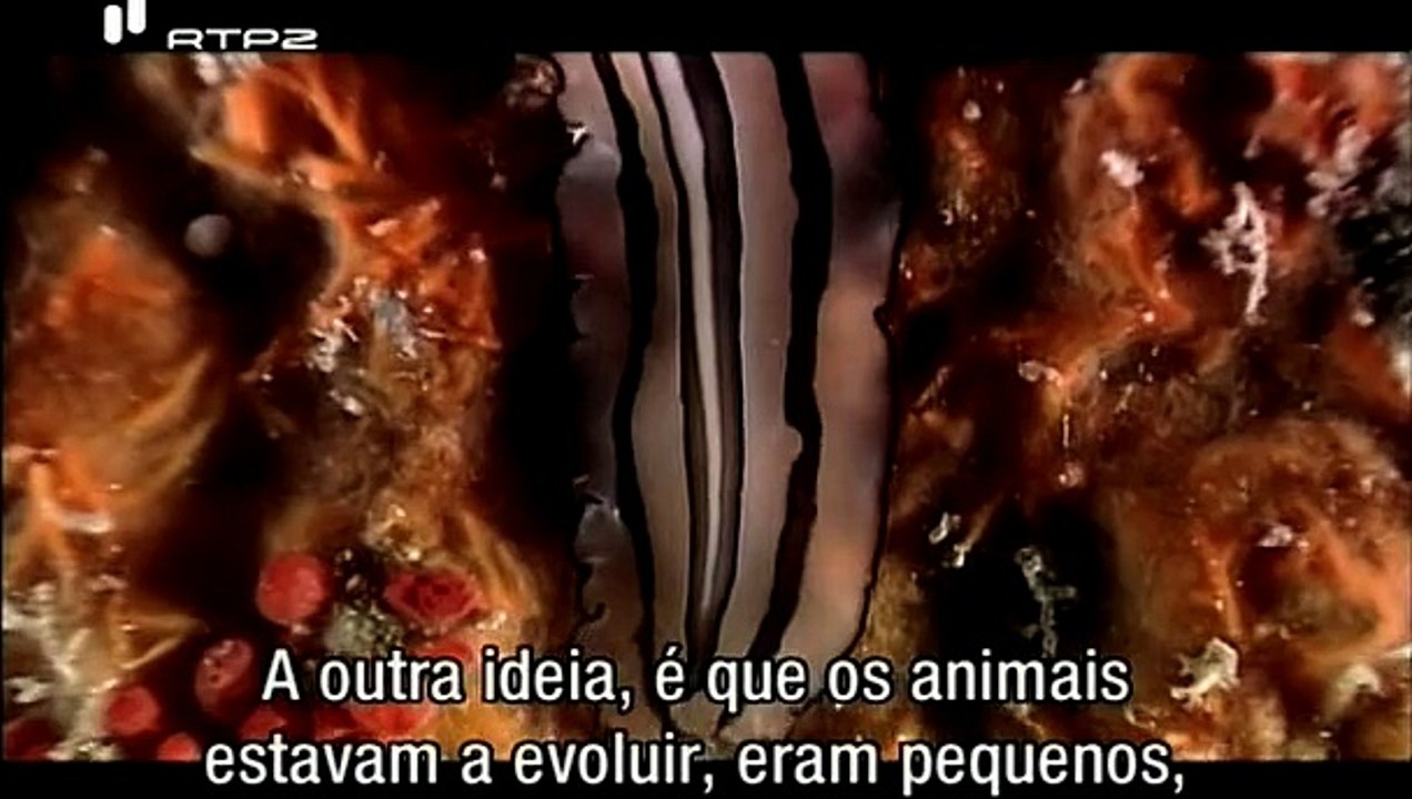 A Evolução da Vida - Explosão de Vida - Explosion of Life - RTP2