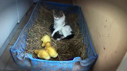 Eles deixaram uma gata sozinha com 3 patinhos