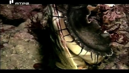 A Evolução da Vida - O Jogo da Sobrevivência - Survival Game - RTP2