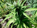 Marijuana Ganja Tours in Negril Jamaica with JamaicaMAX.com