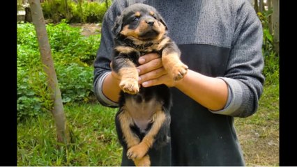 criadero jct de rottweiler aleman y americano