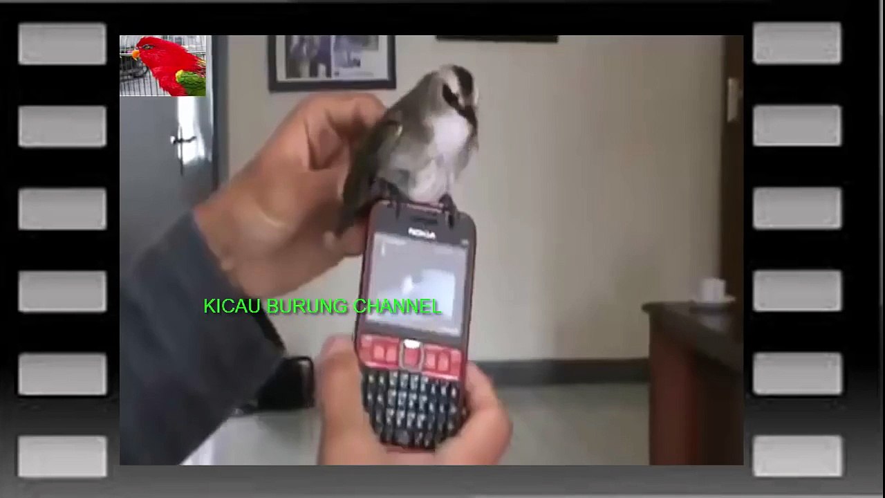 Burung Trucukan Super Keren!!!