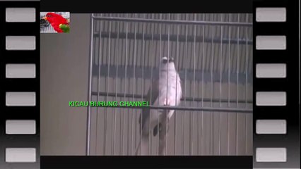 kicau trucukan gacor isian mantap!!!