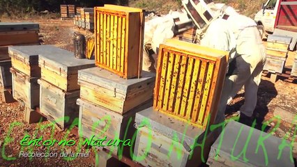 Abejas: Recolección y obtención de la miel