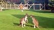 Boxing Kangaroos funny