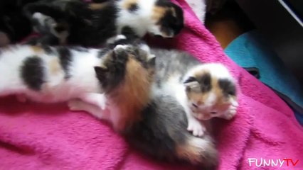 'Adorable Kittens and Cute Mother Cats' Compilation 2015 - FunnyTV